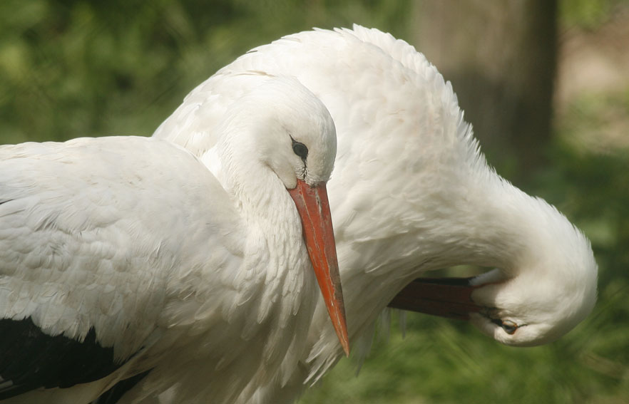 Cicogna bianca - Ciconia ciconia. Vita da ......